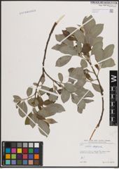 Foto von Salix caprea L.